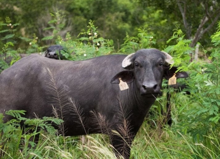 Cow 🐮 Desi ghee vs  Buffalo 🐃 desi ghee