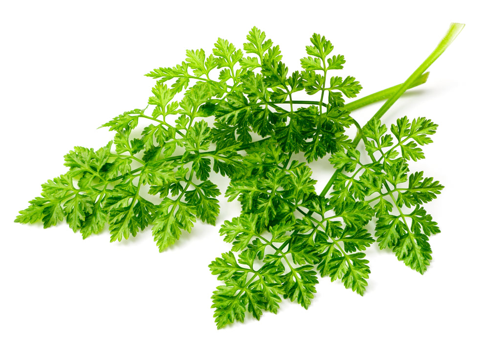 Chervil