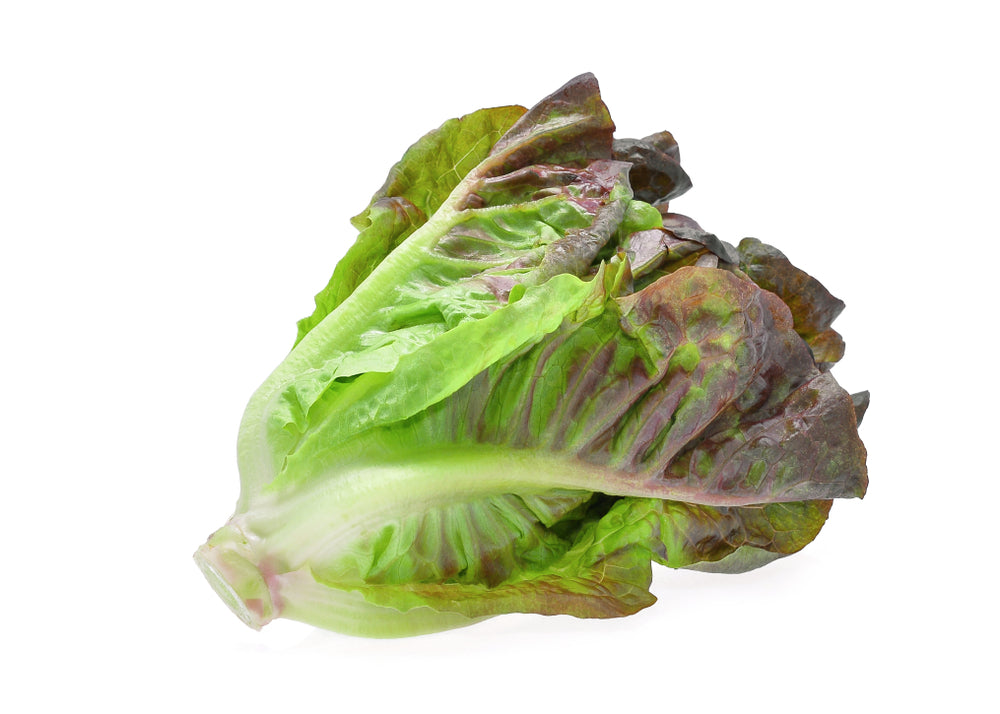 Red romaine Lettuce