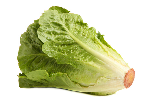 Green Romaine Lettuce