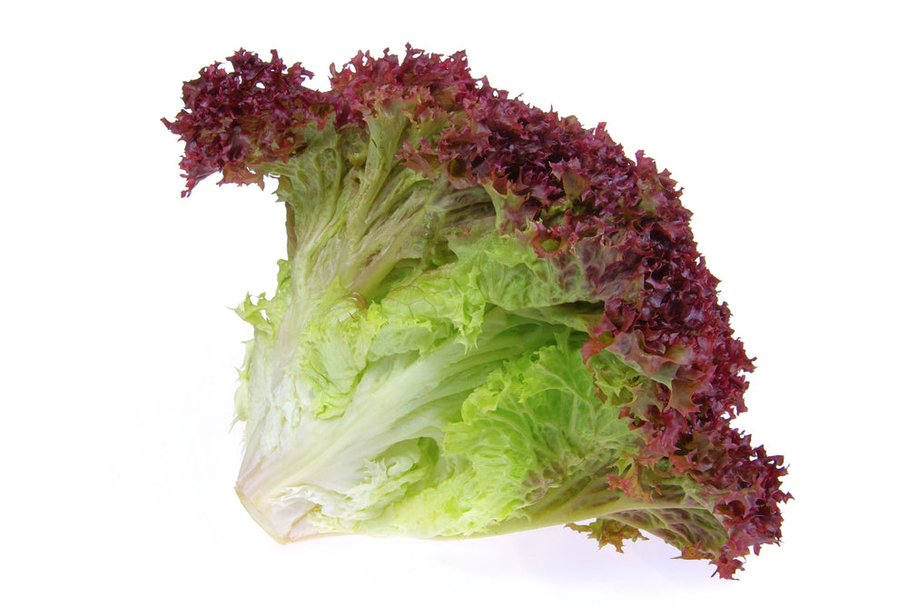 Lollo rosso Lettuce