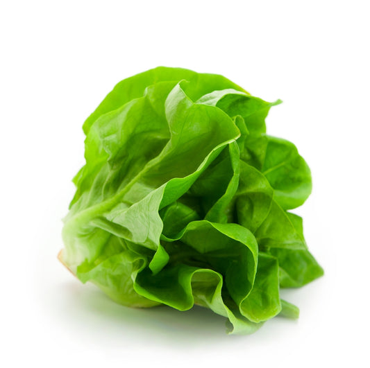 Buttercrunch Lettuce