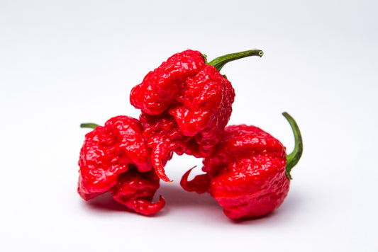 Carolina reaper chilli