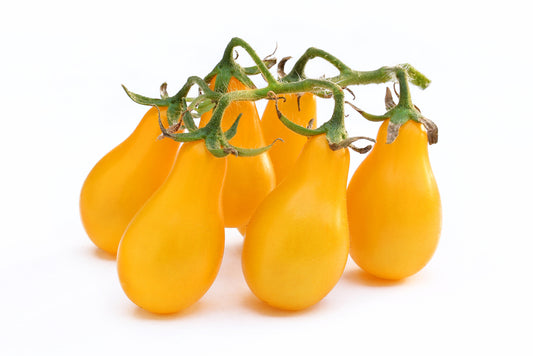 Yellow Pear Cherry Tomato