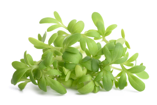 Garden Cress