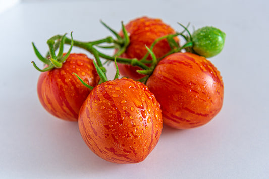 Tigerella Tomato