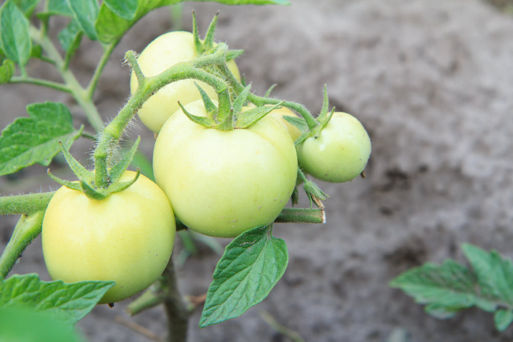 White Tomato