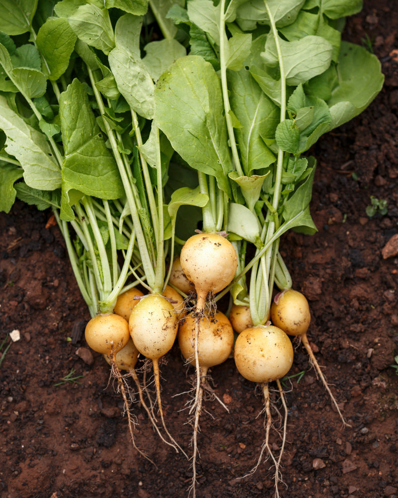 Zlata golden Radish