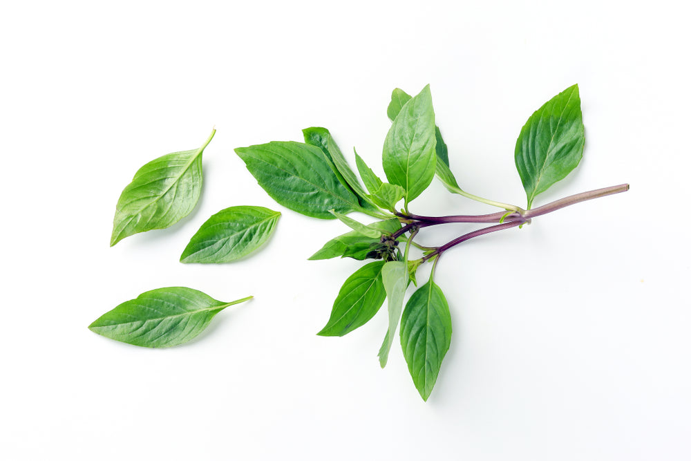 Thai Sweet Basil