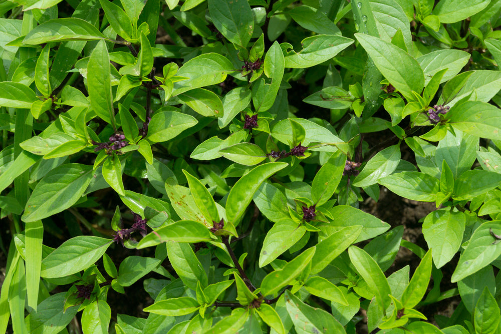 Licorice Basil