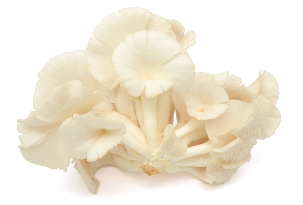 White Oyster Mushroom